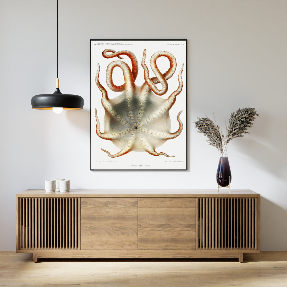 Jules de Guerne & Ch. Richard — Alloposus mollis | Scientific Illustration Print