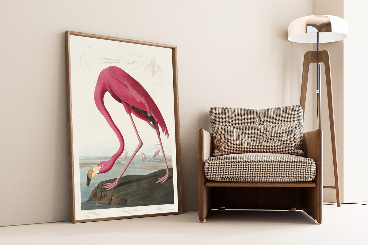 John James Audubon — American Flamingo | Natural History Print