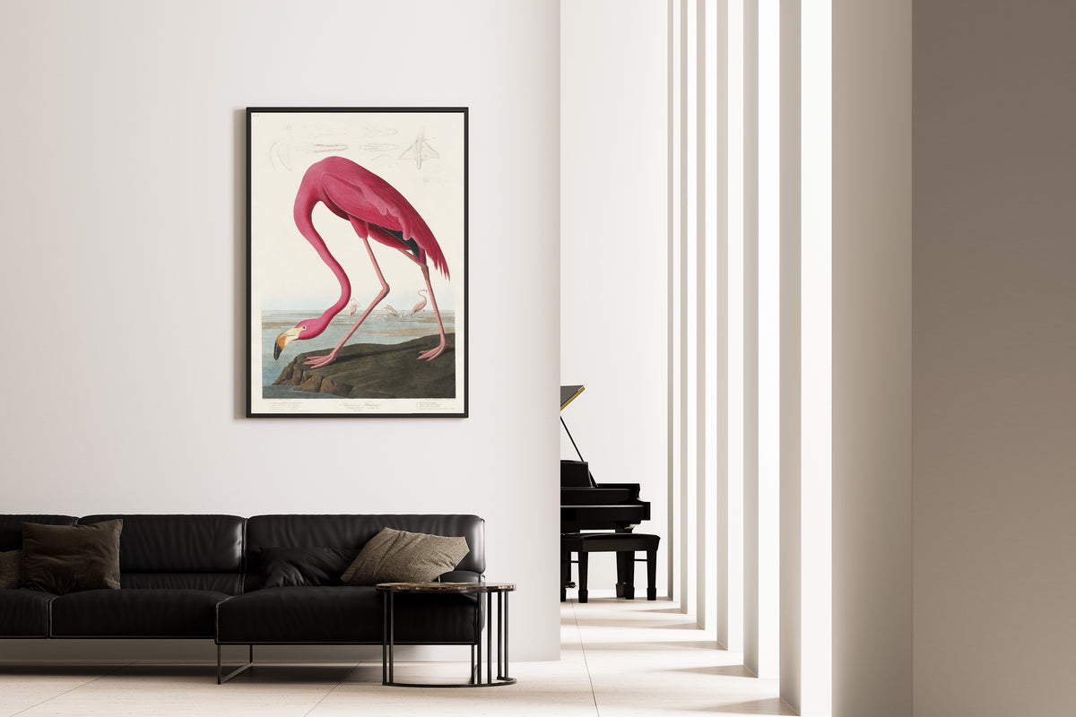 John James Audubon — American Flamingo | Natural History Print