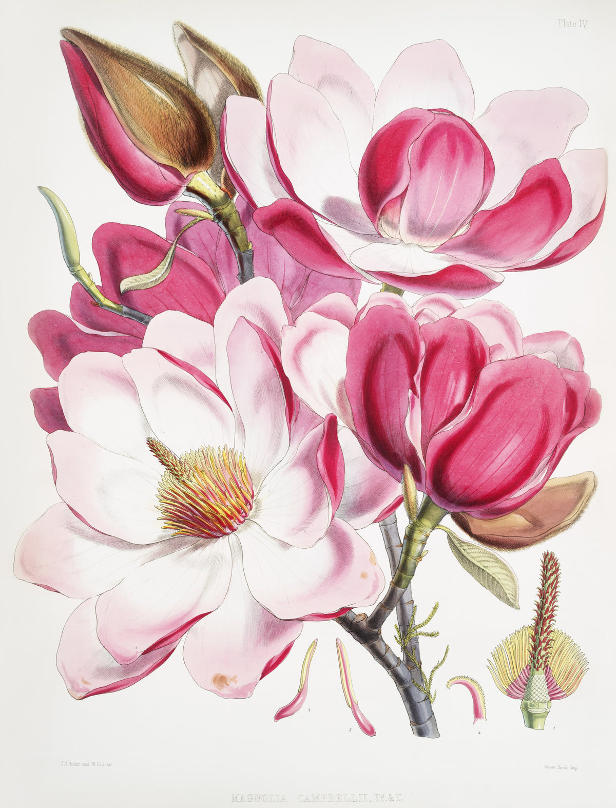 Walter Hood Fitch — Campbell's Magnolia (Magnolia campbellii) | Lithograph Print