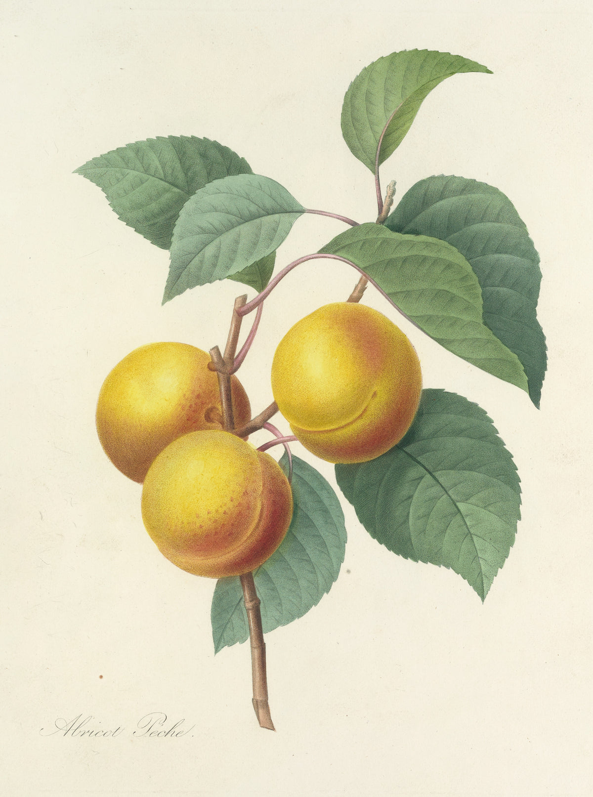 Pierre-Joseph Redouté — Choix des plus belles fleurs: Abricot Pêche | Botanical Illustration Print