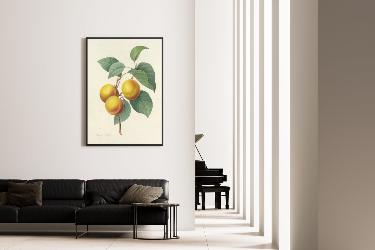 Pierre-Joseph Redouté — Choix des plus belles fleurs: Abricot Pêche | Botanical Illustration Print