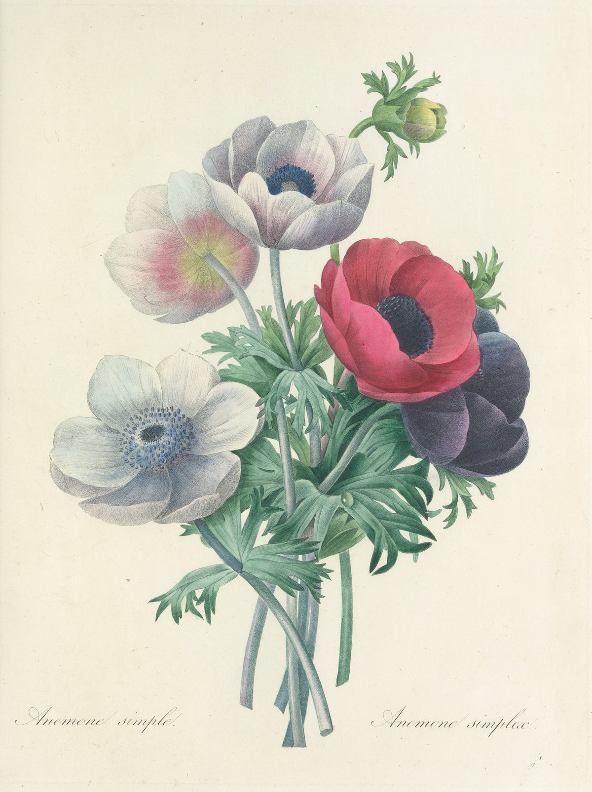 Pierre-Joseph Redouté — Choix des plus belles fleurs: Anemone simplex | Botanical Illustration Print