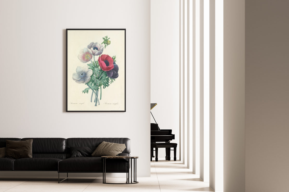 Pierre-Joseph Redouté — Choix des plus belles fleurs: Anemone simplex | Botanical Illustration Print