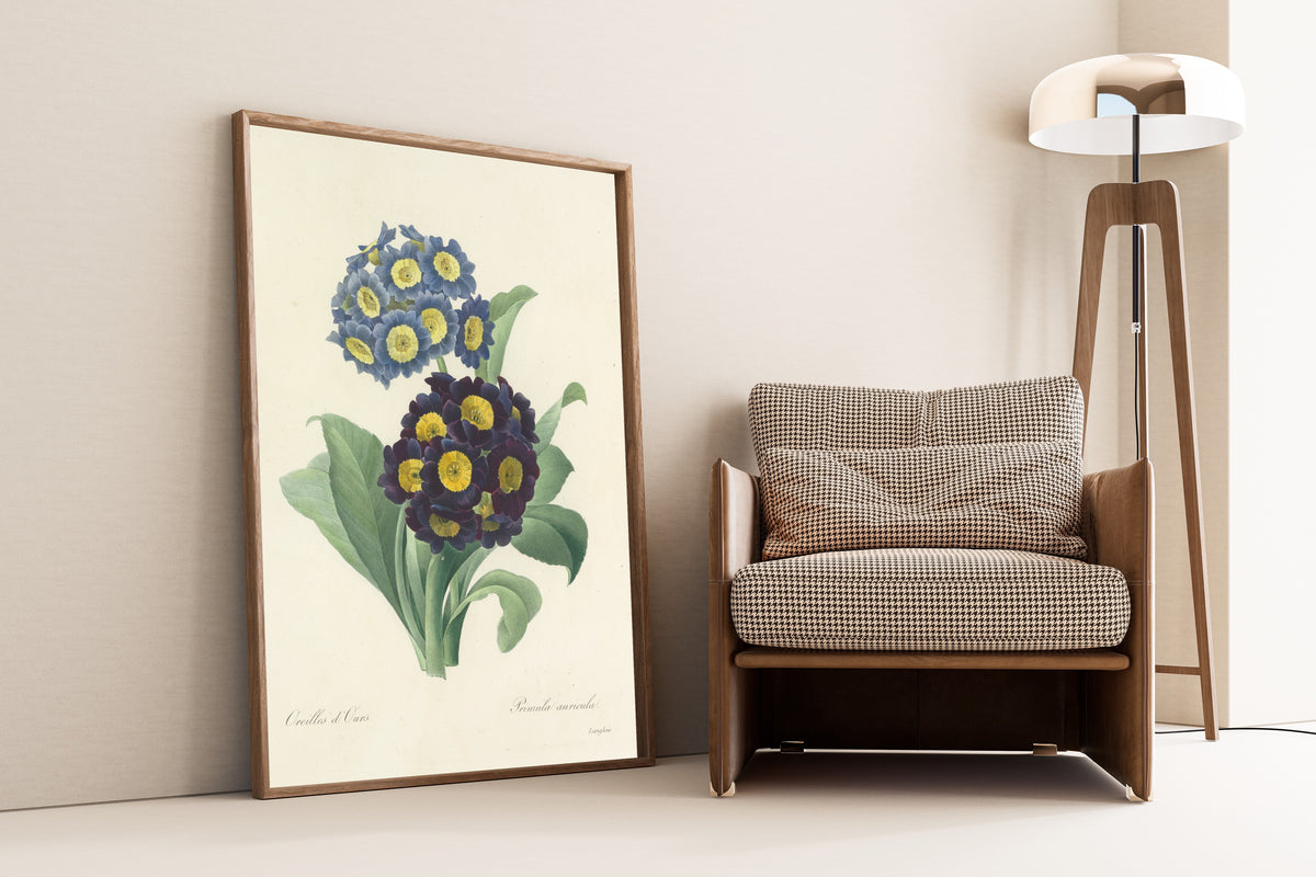 Pierre-Joseph Redouté — Choix des plus belles fleurs: Auricula | Botanical Illustration Print