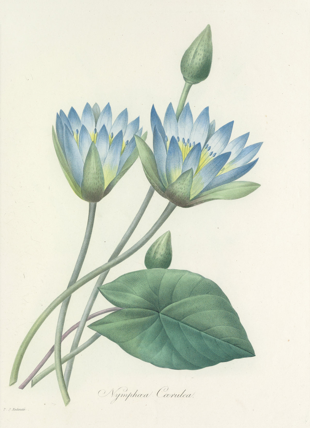 Pierre-Joseph Redouté — Choix des plus belles fleurs: Blue Water Lily (Nymphaea Caerulea) | Botanical Illustration Print