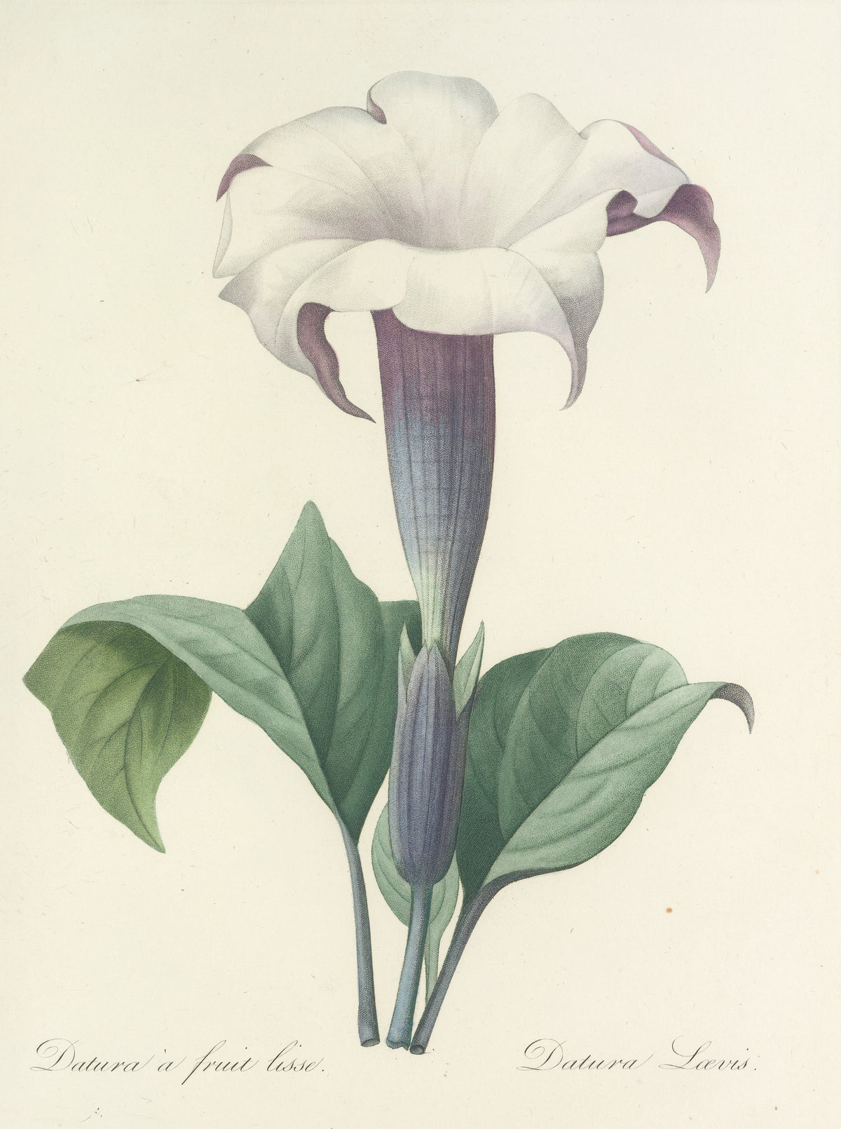 Pierre-Joseph Redouté — Choix des plus belles fleurs: Datura Lævis | Botanical Illustration Print