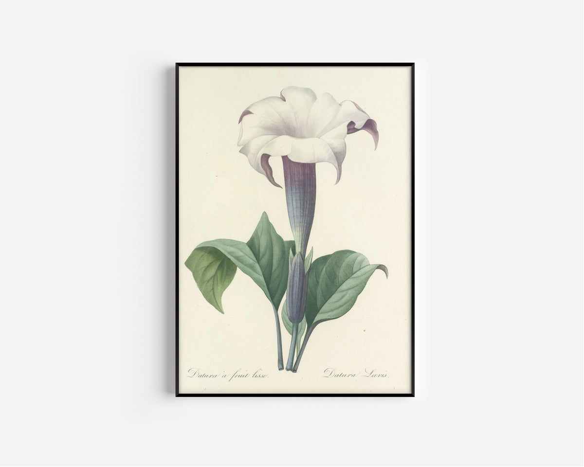 Pierre-Joseph Redouté — Choix des plus belles fleurs: Datura Lævis | Botanical Illustration Print