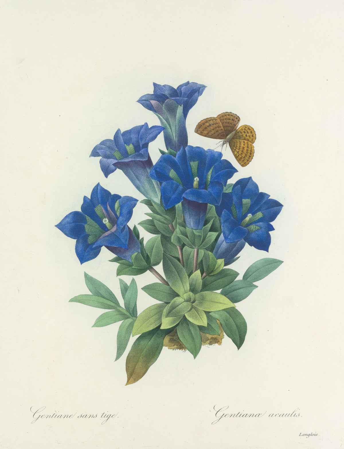 Pierre-Joseph Redouté — Choix des plus belles fleurs: Gentianae acaulis | Botanical Illustration Print