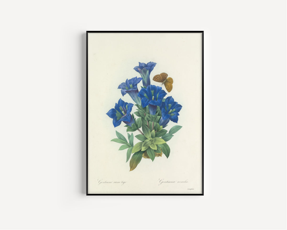 Pierre-Joseph Redouté — Choix des plus belles fleurs: Gentianae acaulis | Botanical Illustration Print
