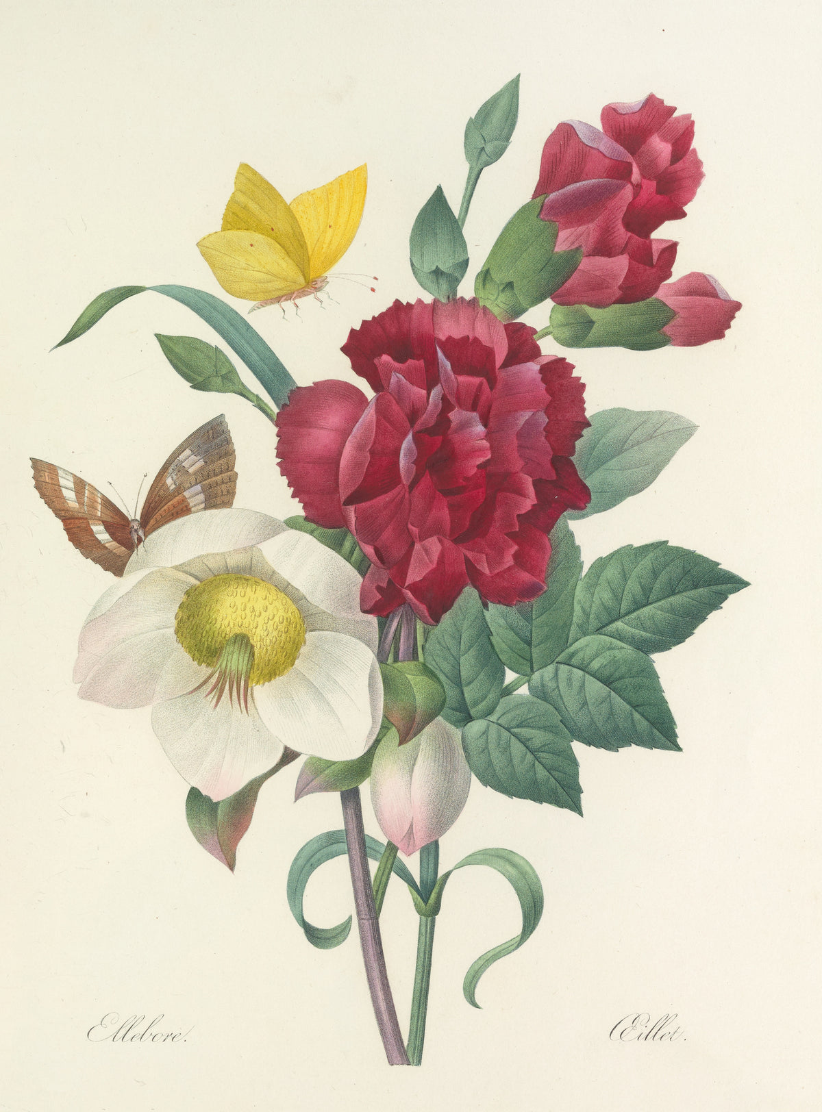 Pierre-Joseph Redouté — Choix des plus belles fleurs: Hellebore and Carnation | Botanical Illustration Print