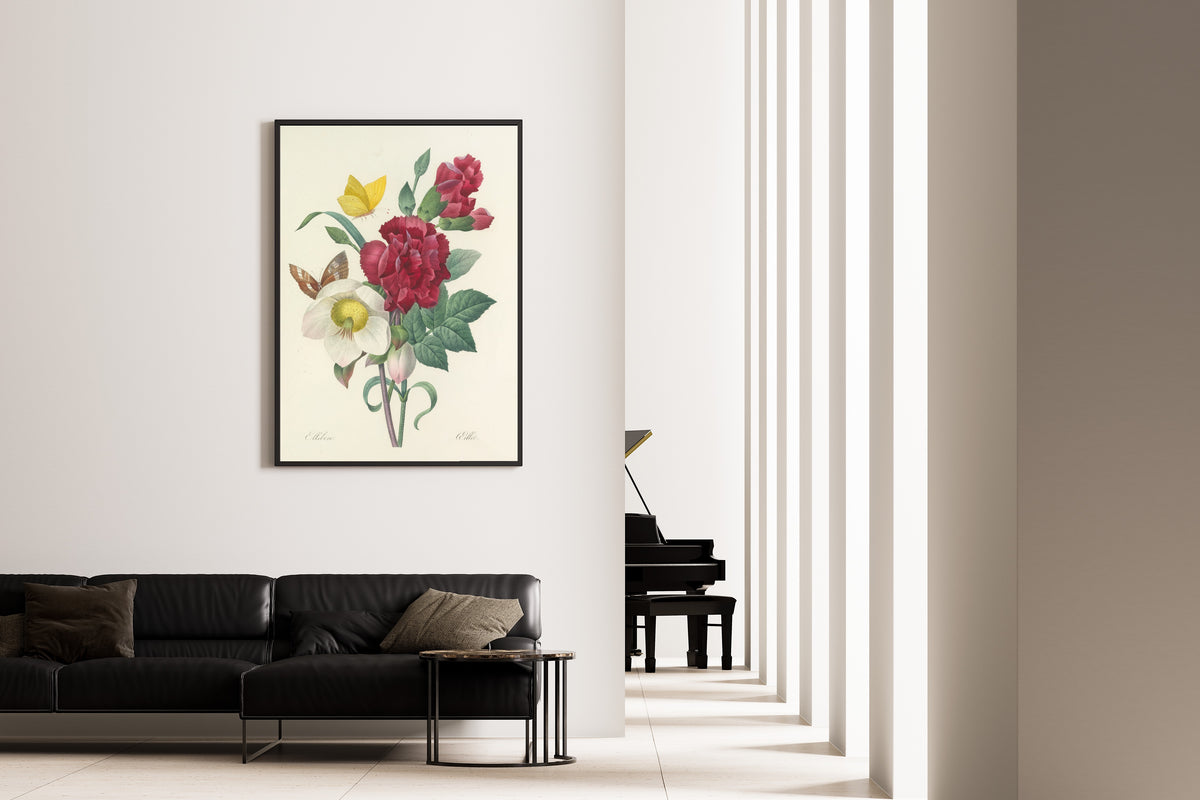 Pierre-Joseph Redouté — Choix des plus belles fleurs: Hellebore and Carnation | Botanical Illustration Print
