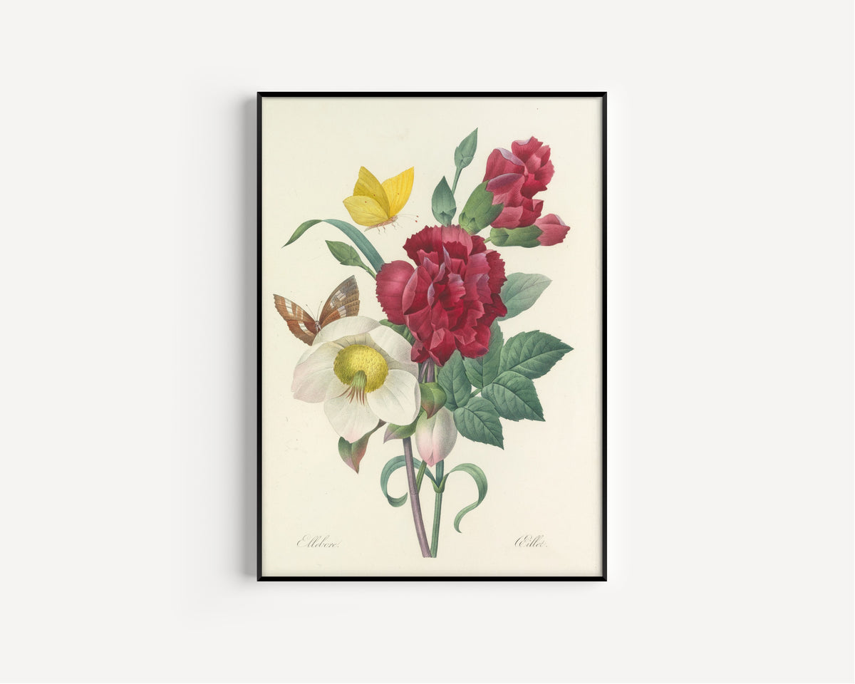 Pierre-Joseph Redouté — Choix des plus belles fleurs: Hellebore and Carnation | Botanical Illustration Print
