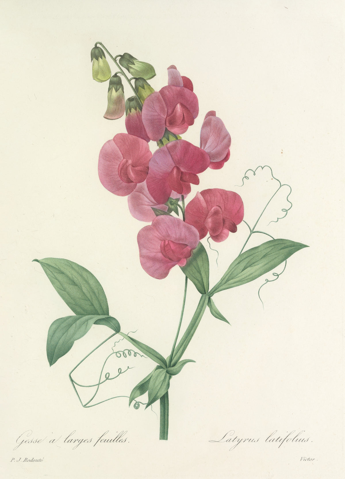 Pierre-Joseph Redouté — Choix des plus belles fleurs: Latyrus latifolius | Botanical Illustration Print