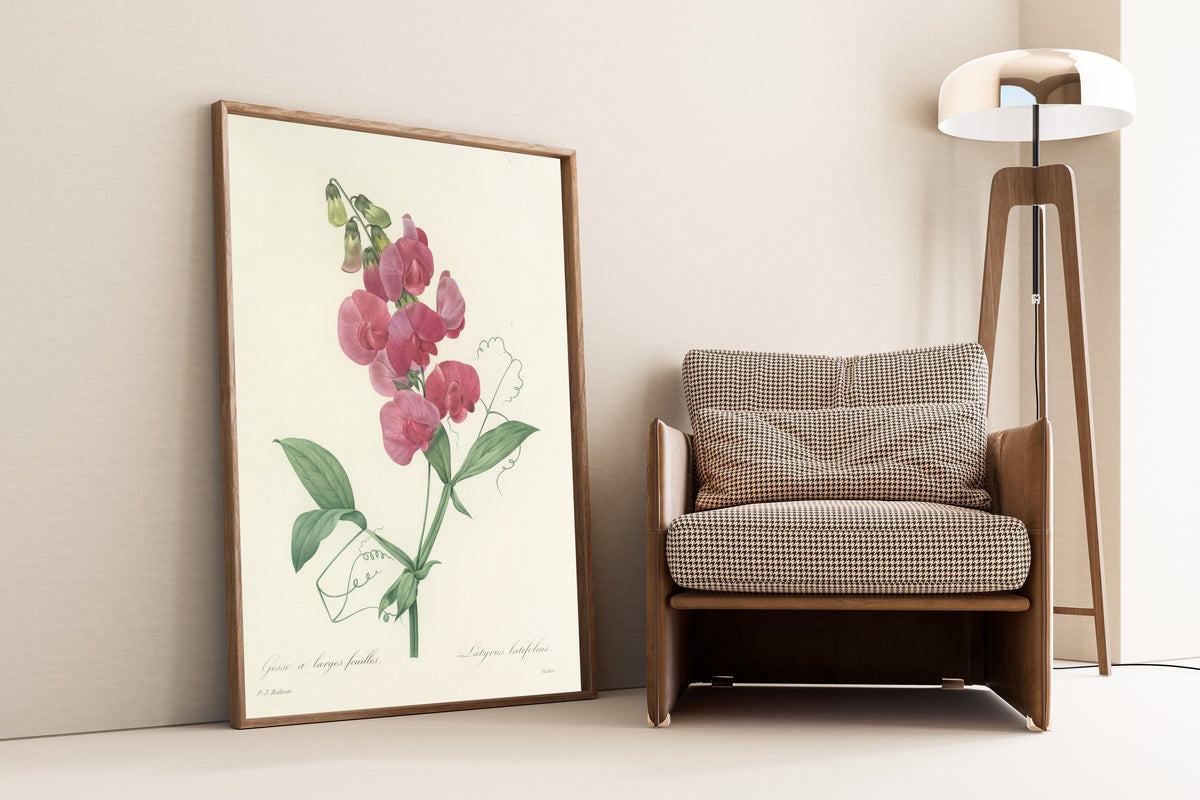 Pierre-Joseph Redouté — Choix des plus belles fleurs: Latyrus latifolius | Botanical Illustration Print