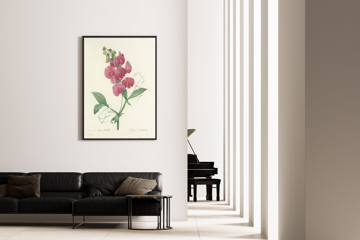 Pierre-Joseph Redouté — Choix des plus belles fleurs: Latyrus latifolius | Botanical Illustration Print