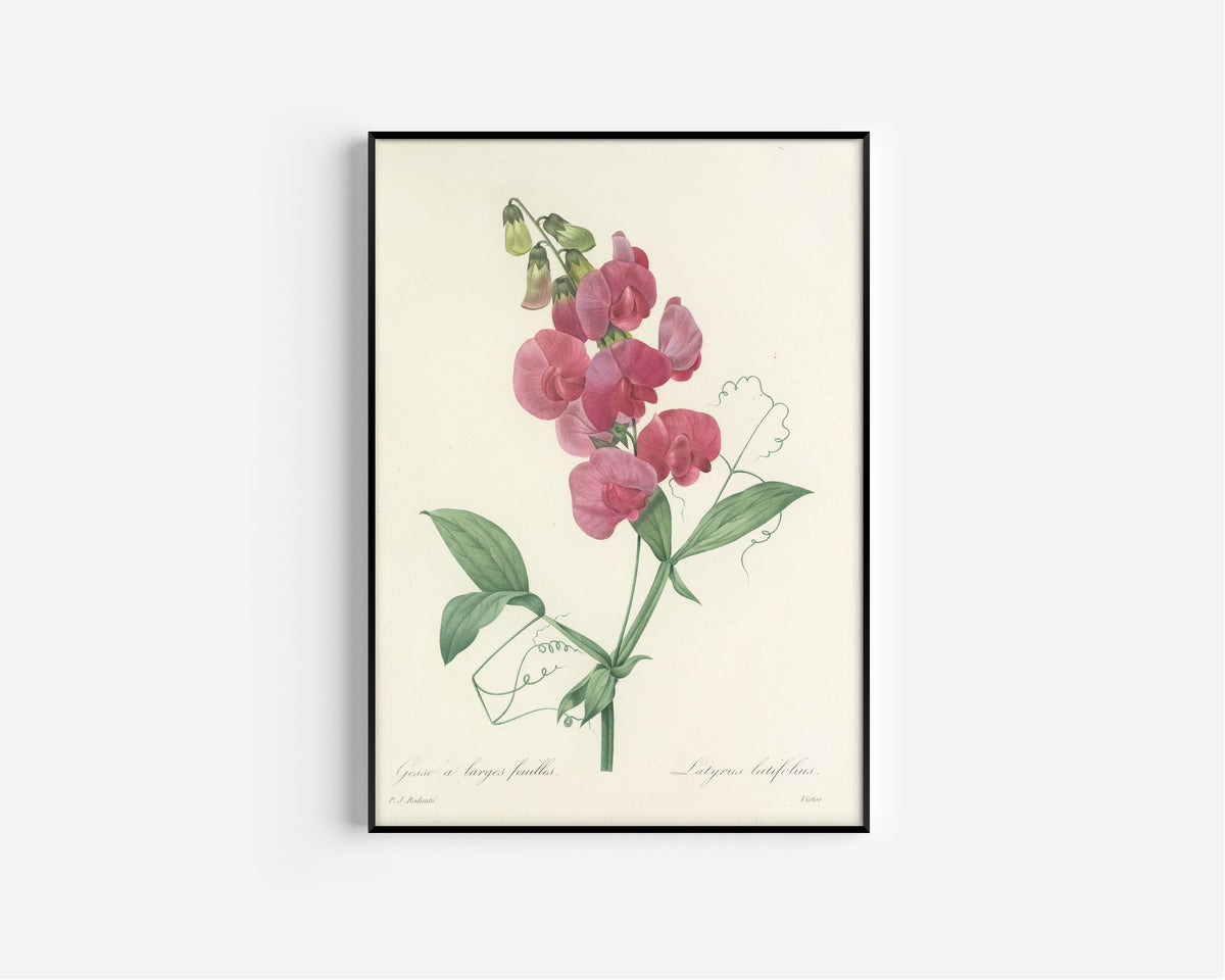 Pierre-Joseph Redouté — Choix des plus belles fleurs: Latyrus latifolius | Botanical Illustration Print