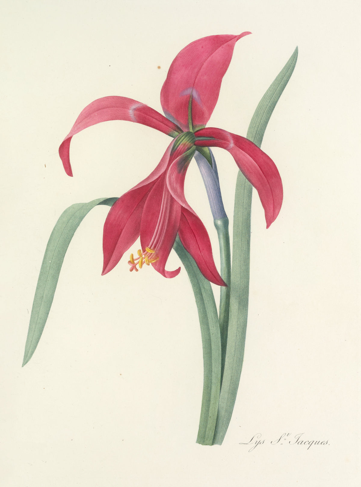 Pierre-Joseph Redouté — Choix des plus belles fleurs: Lys St. Jacques (Jacobean Lily) | Botanical Illustration Print