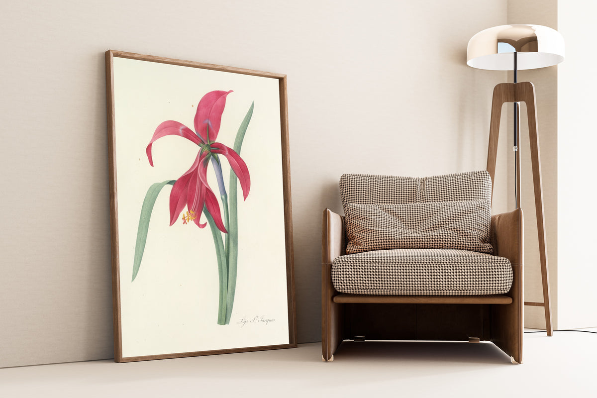 Pierre-Joseph Redouté — Choix des plus belles fleurs: Lys St. Jacques (Jacobean Lily) | Botanical Illustration Print