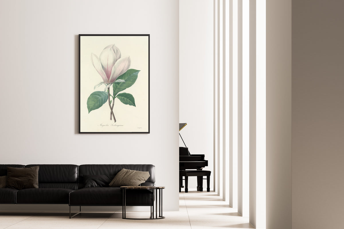 Pierre-Joseph Redouté — Choix des plus belles fleurs: Magnolia Soulangiana | Botanical Illustration Print