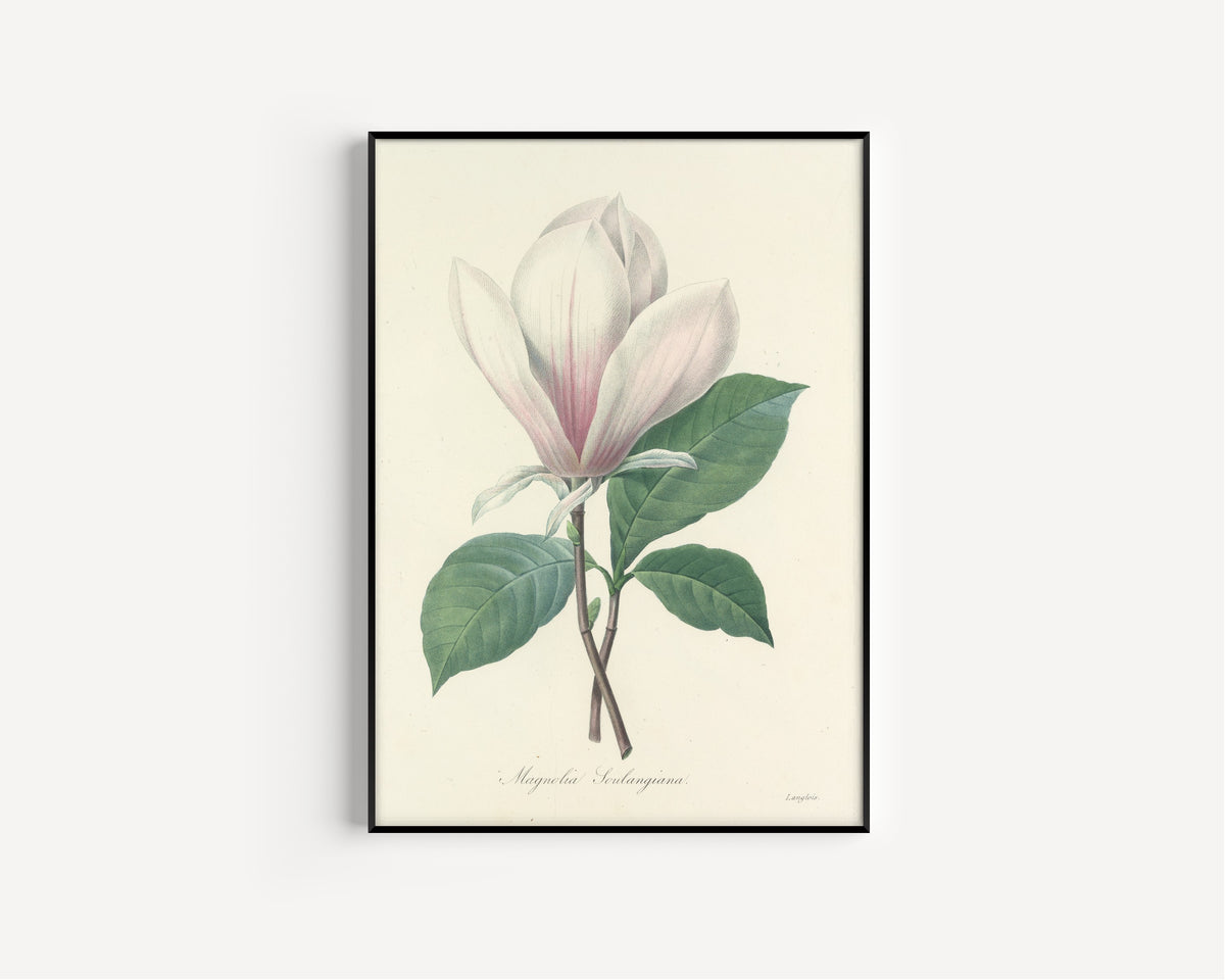 Pierre-Joseph Redouté — Choix des plus belles fleurs: Magnolia Soulangiana | Botanical Illustration Print