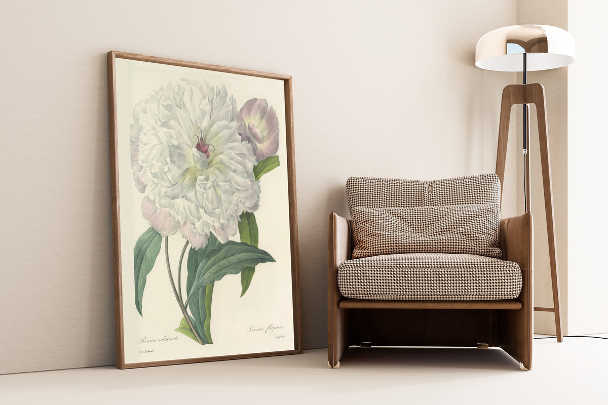 Pierre-Joseph Redouté — Choix des plus belles fleurs: Paeonia flagrans | Botanical Illustration Print