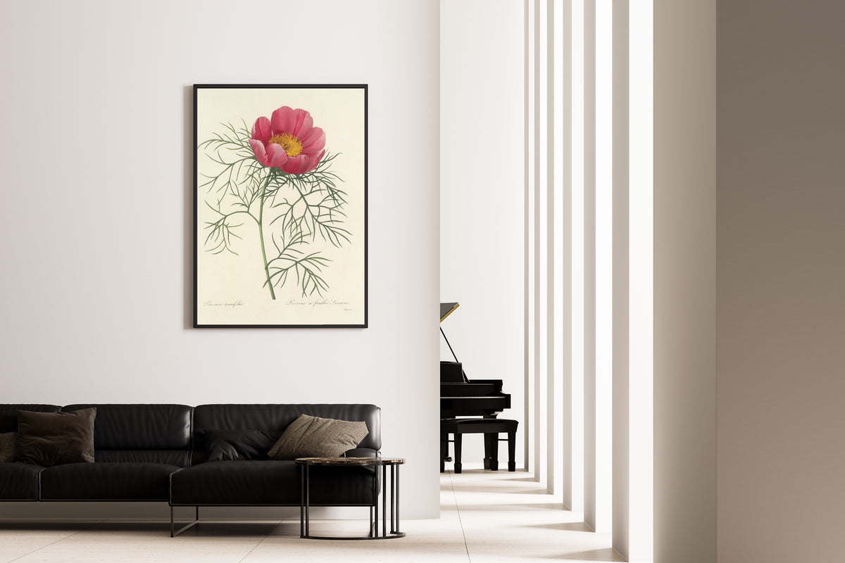 Pierre-Joseph Redouté — Choix des plus belles fleurs: Paeonia tenuifolia | Botanical Illustration Print
