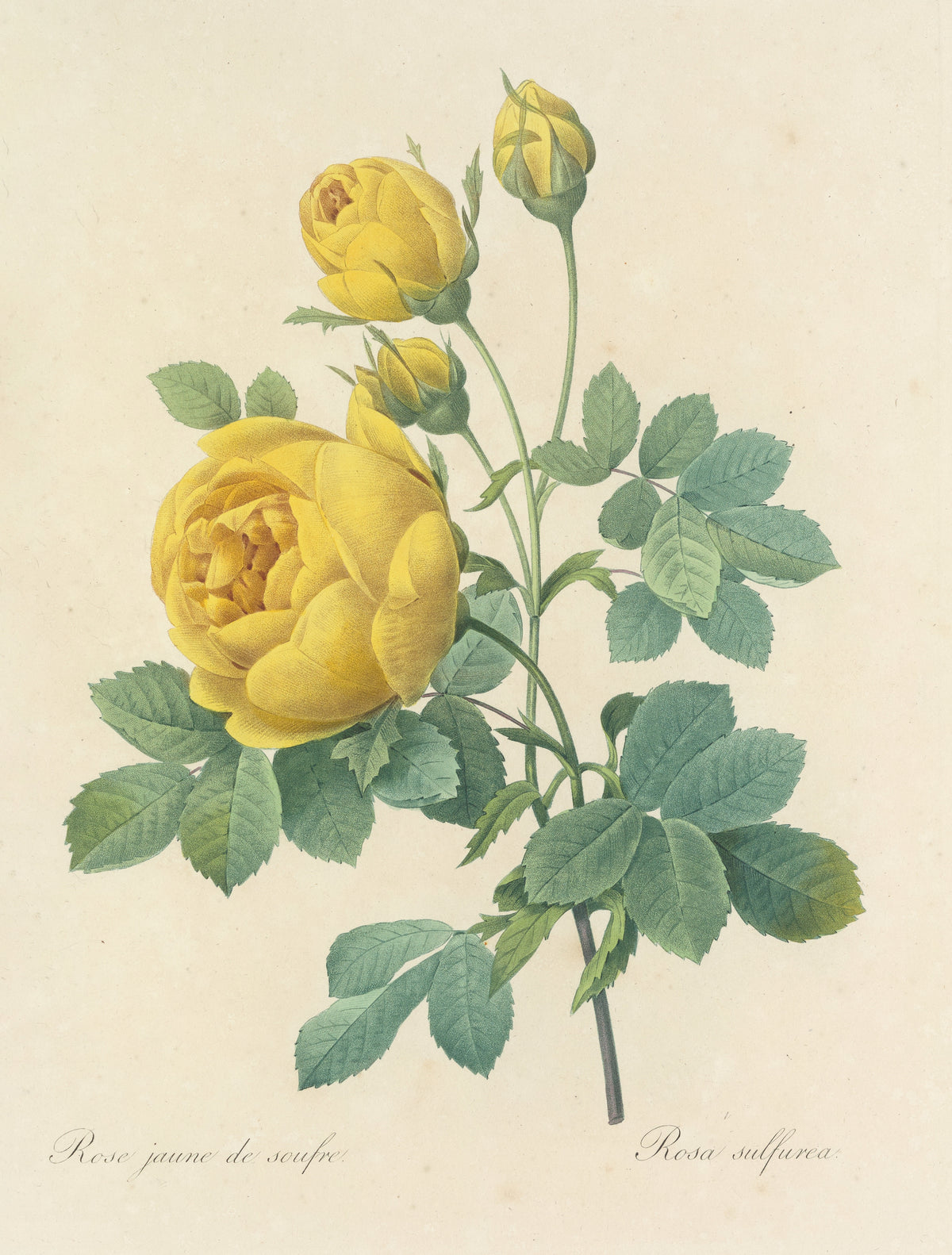Pierre-Joseph Redouté — Choix des plus belles fleurs: Rosa sulfurea | Botanical Illustration Print
