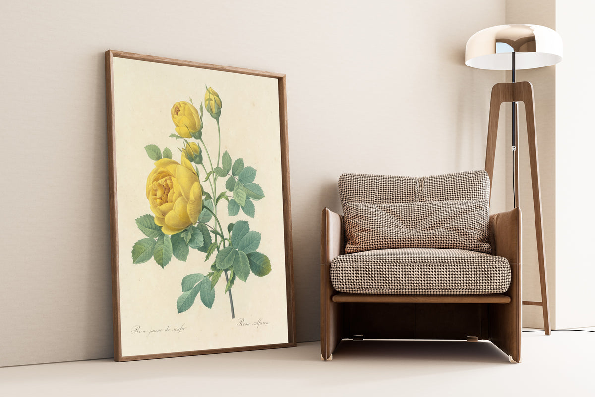 Pierre-Joseph Redouté — Choix des plus belles fleurs: Rosa sulfurea | Botanical Illustration Print