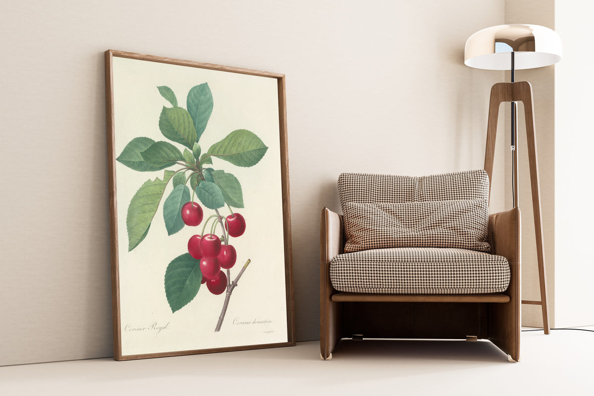 Pierre-Joseph Redouté — Choix des plus belles fleurs: Royal Cherry | Botanical Illustration Print