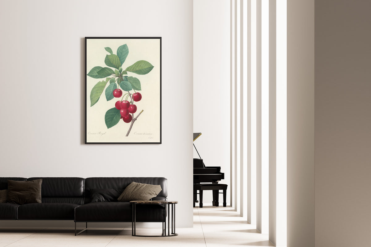 Pierre-Joseph Redouté — Choix des plus belles fleurs: Royal Cherry | Botanical Illustration Print