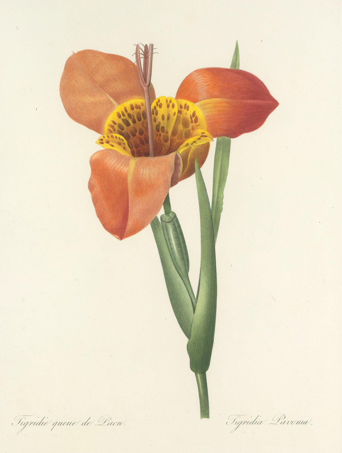 Pierre-Joseph Redouté — Choix des plus belles fleurs: Tigridia Pavonia | Botanical Illustration Print