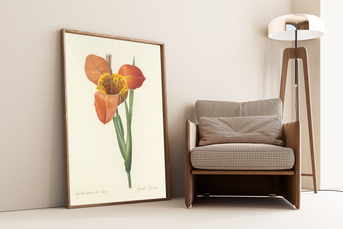 Pierre-Joseph Redouté — Choix des plus belles fleurs: Tigridia Pavonia | Botanical Illustration Print