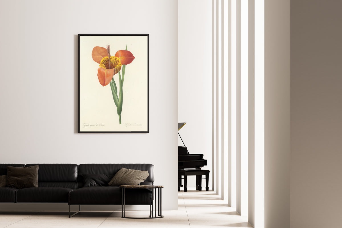 Pierre-Joseph Redouté — Choix des plus belles fleurs: Tigridia Pavonia | Botanical Illustration Print