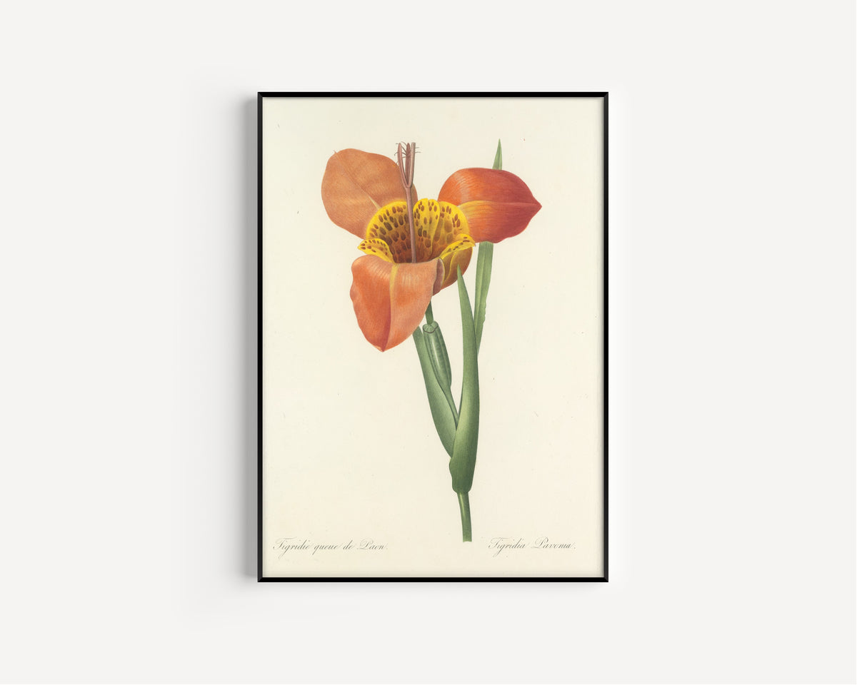 Pierre-Joseph Redouté — Choix des plus belles fleurs: Tigridia Pavonia | Botanical Illustration Print
