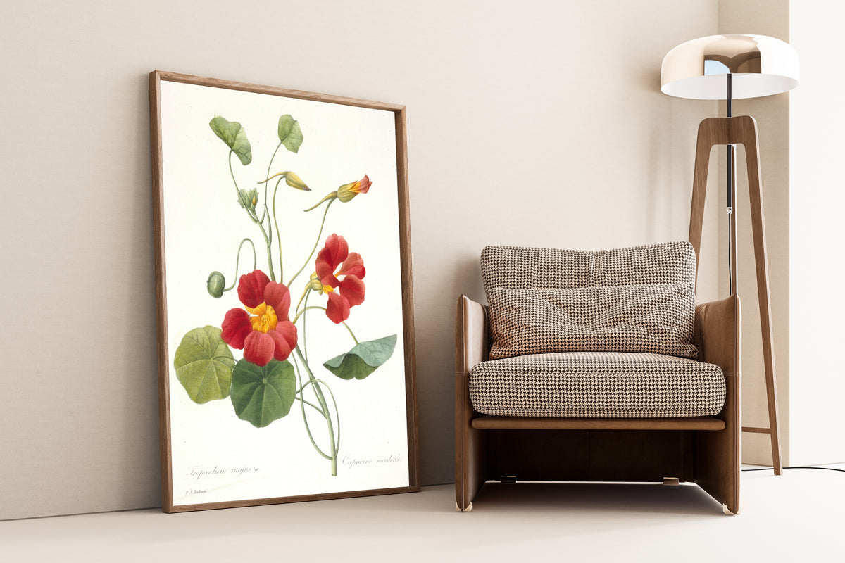 Pierre-Joseph Redouté — Choix des plus belles fleurs: Tropaeolum majus | Botanical Illustration Print