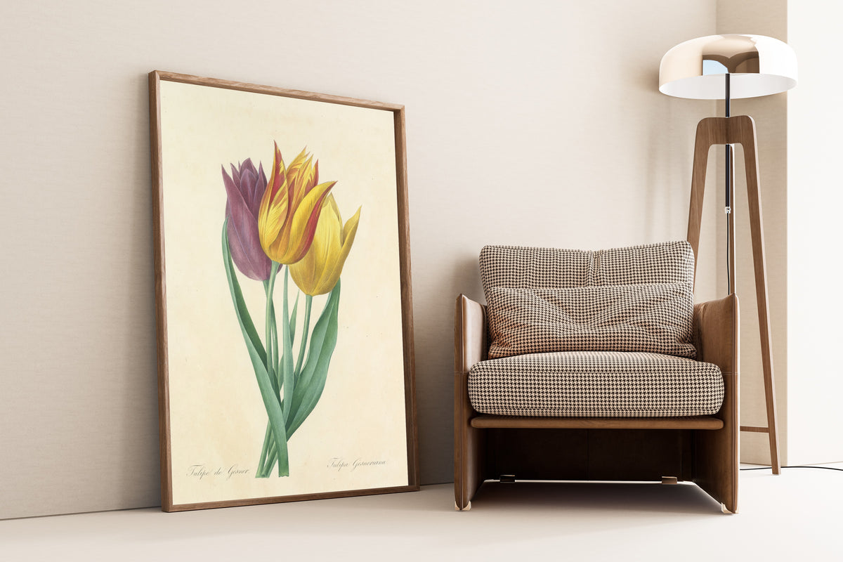 Pierre-Joseph Redouté — Choix des plus belles fleurs: Tulipa Gesneriana | Botanical Illustration Print