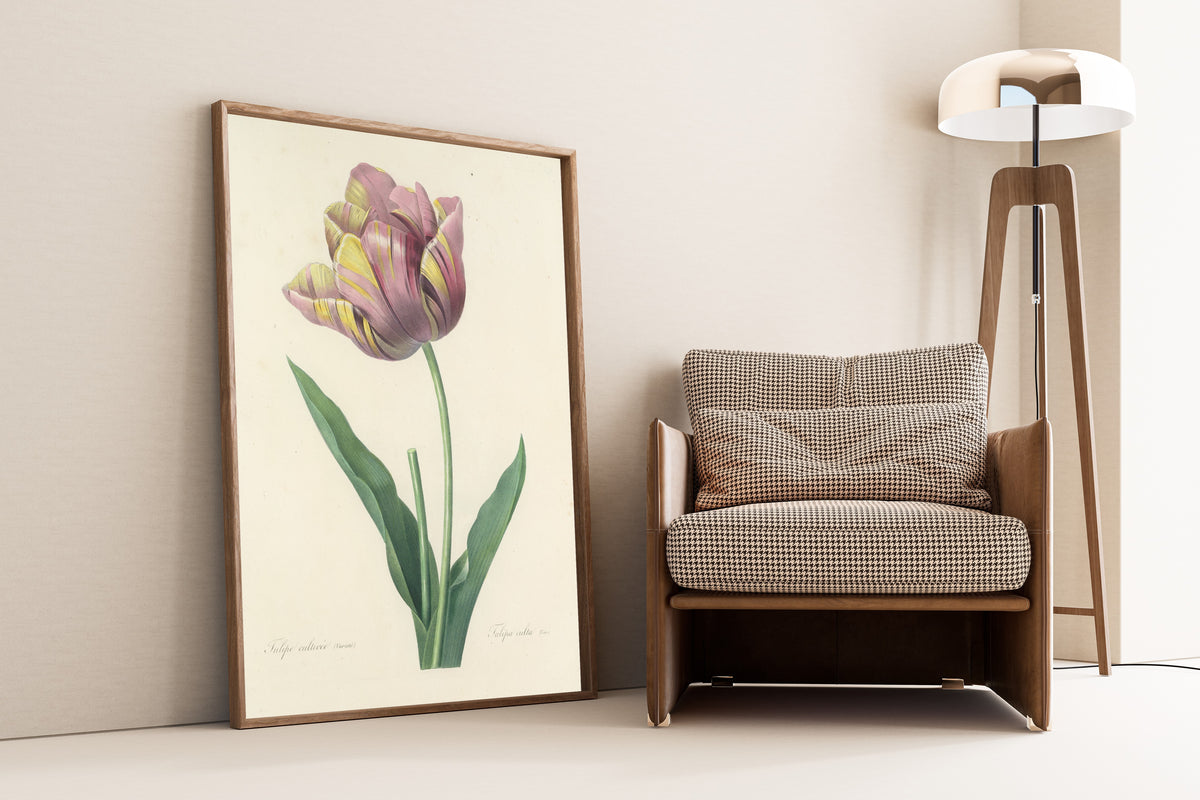 Pierre-Joseph Redouté — Choix des plus belles fleurs: Tulipa culta | Botanical Illustration Print