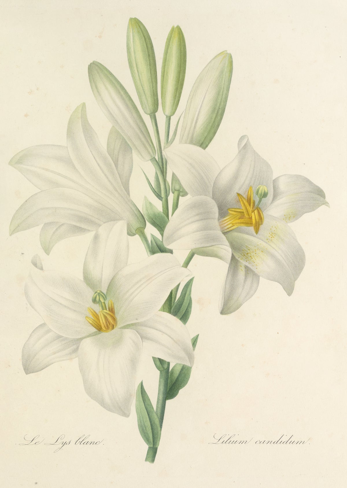 Pierre-Joseph Redouté — Choix des plus belles fleurs: White Lily (Lilium Candidum) | Botanical Illustration Print