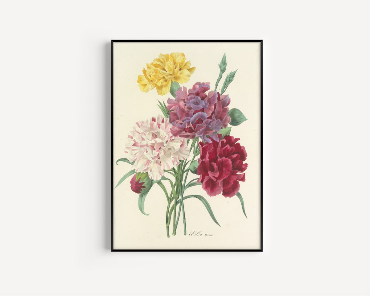 Pierre-Joseph Redouté — Choix des plus belles fleurs, Plate 1: Œillet Variété | Botanical Illustration Print