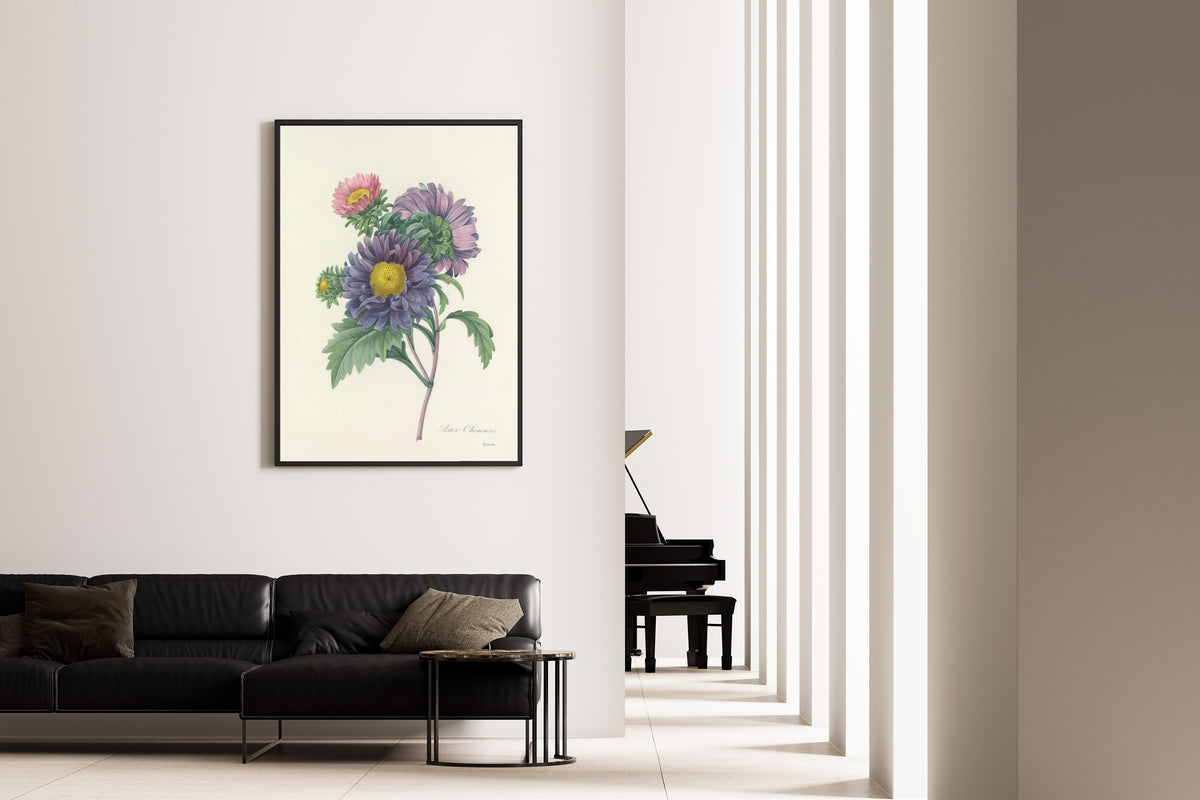 Framed art print of Choix des plus belles fleurs, Plate 10: Aster Chinensis by Pierre-Joseph Redouté, on the wall of a minimal living room