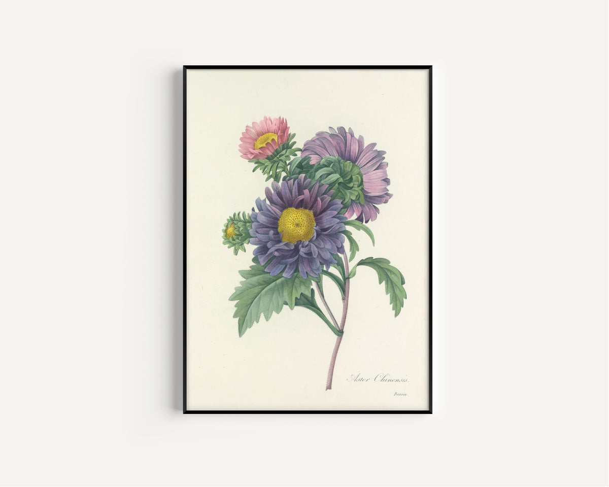 Framed art print of Choix des plus belles fleurs, Plate 10: Aster Chinensis by Pierre-Joseph Redouté, in a slim black frame on a plain white wall
