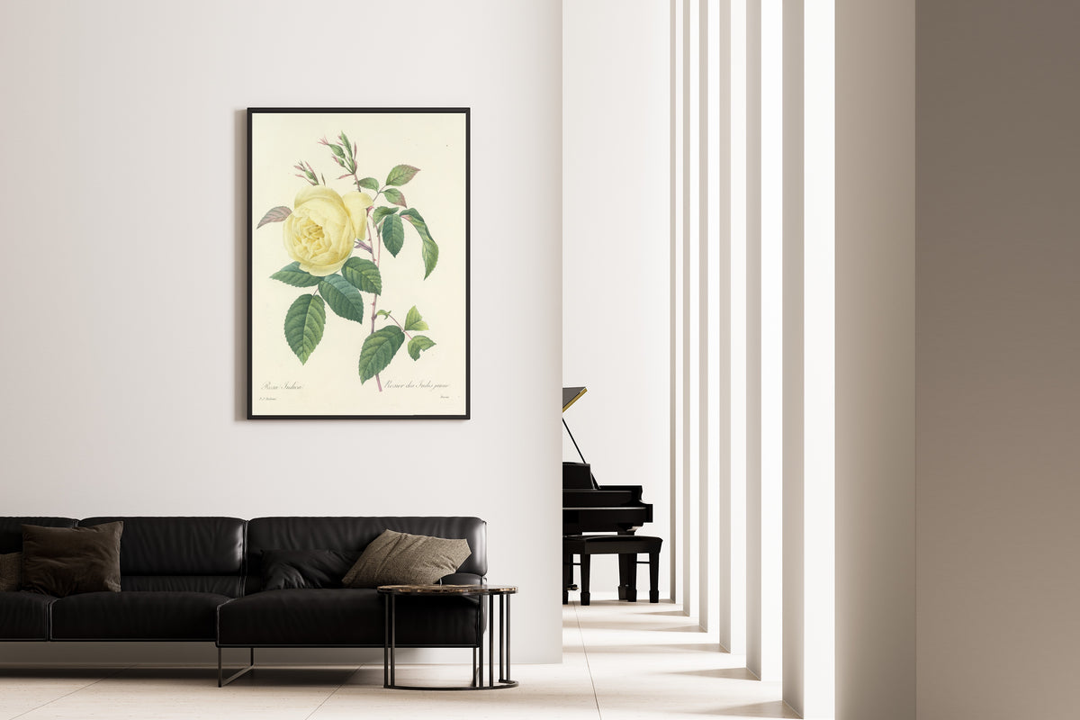 Framed art print of Choix des plus belles fleurs, Plate 100: Rosa Indica by Pierre-Joseph Redouté, on the wall of a minimal living room
