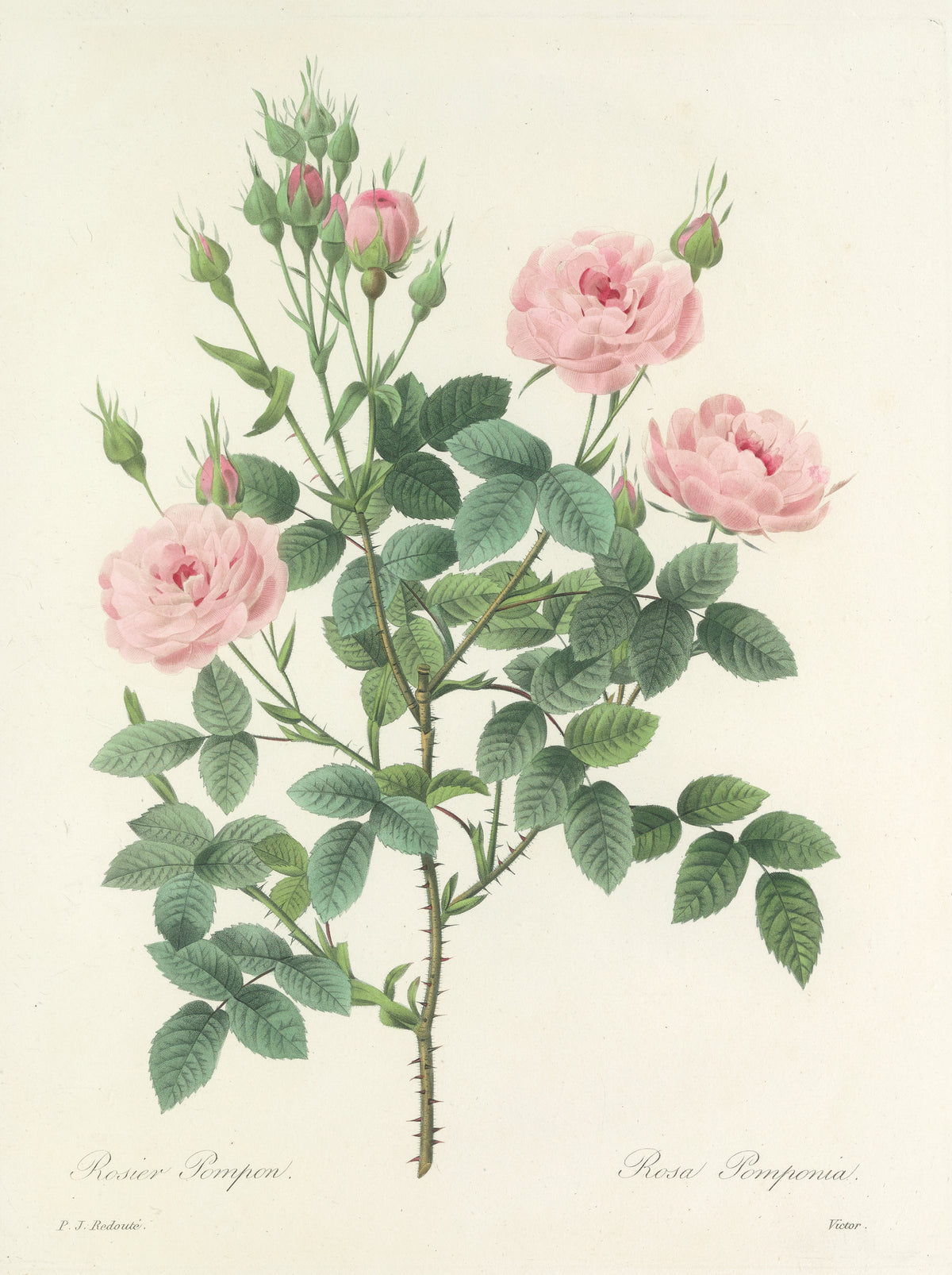 Choix des plus belles fleurs, Plate 101: Rosa Pomponia by Pierre-Joseph Redouté — Three pale pink roses and a crowd of crimson-tipped buds