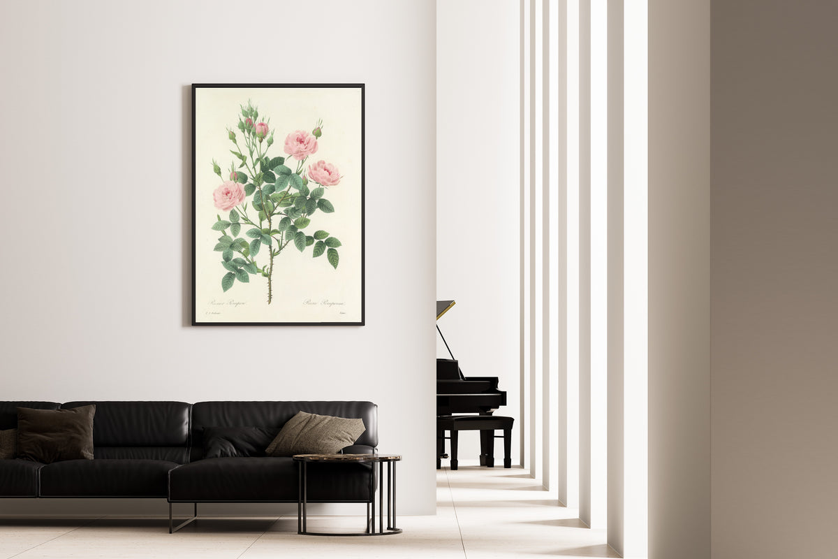 Framed art print of Choix des plus belles fleurs, Plate 101: Rosa Pomponia by Pierre-Joseph Redouté, on the wall of a minimal living room