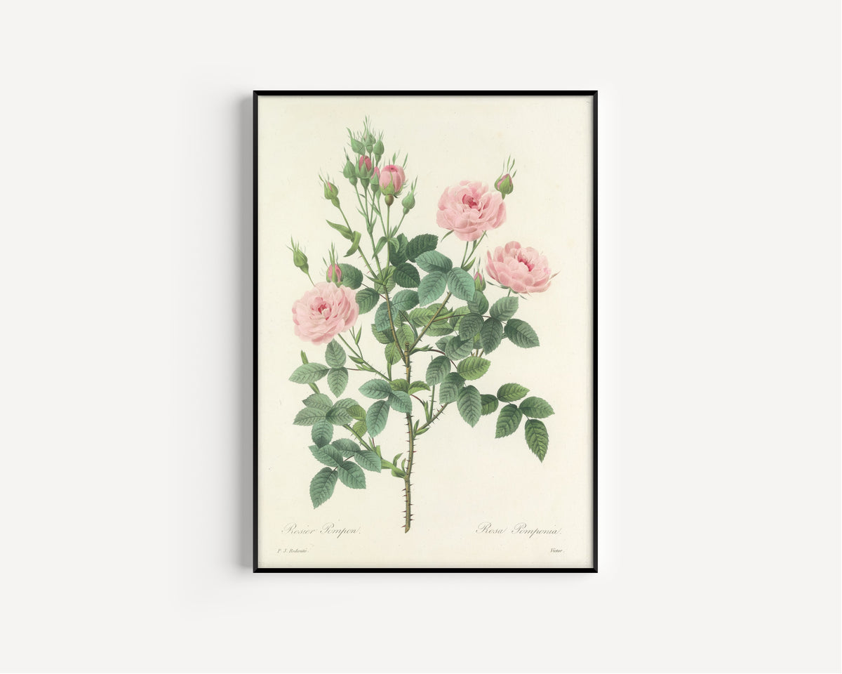 Framed art print of Choix des plus belles fleurs, Plate 101: Rosa Pomponia by Pierre-Joseph Redouté, in a slim black frame on a plain white wall