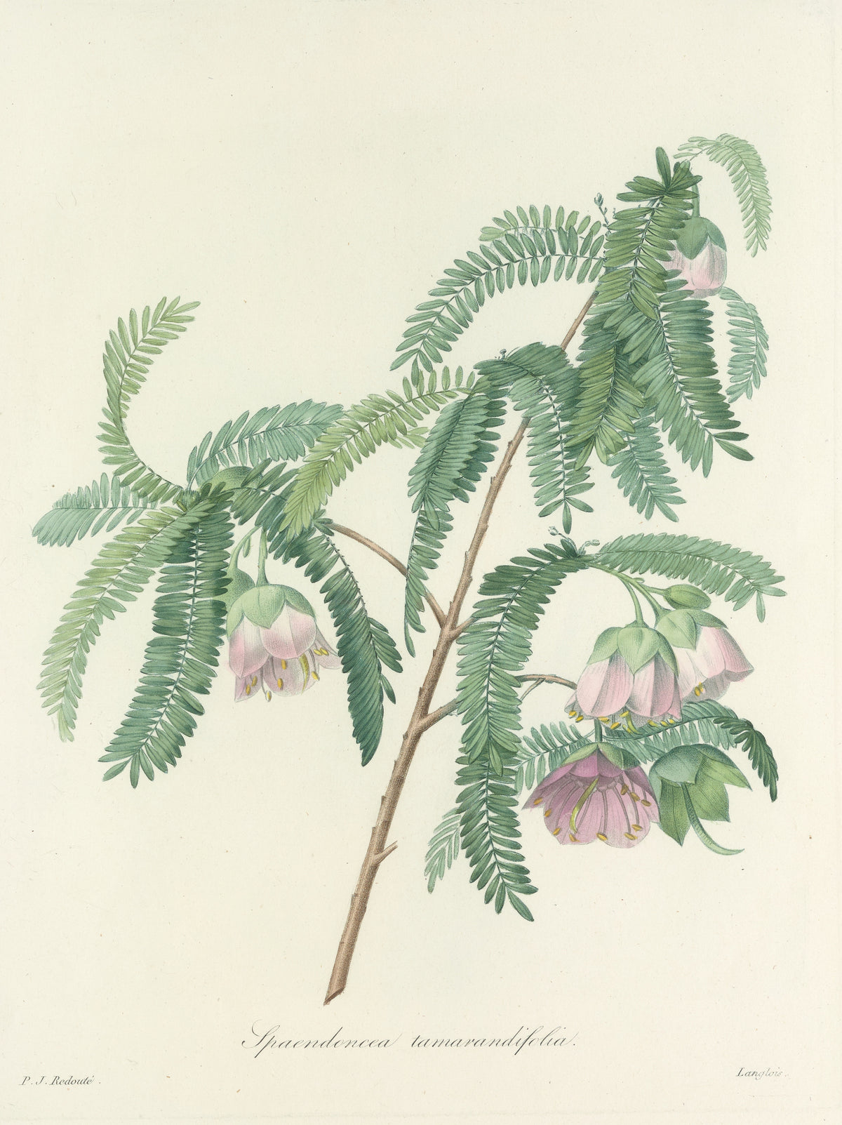 Choix des plus belles fleurs, Plate 103: Spaendoncea Tamarandifolia by Pierre-Joseph Redouté — Pink bell flowers hanging beneath feathery blue-green leaves