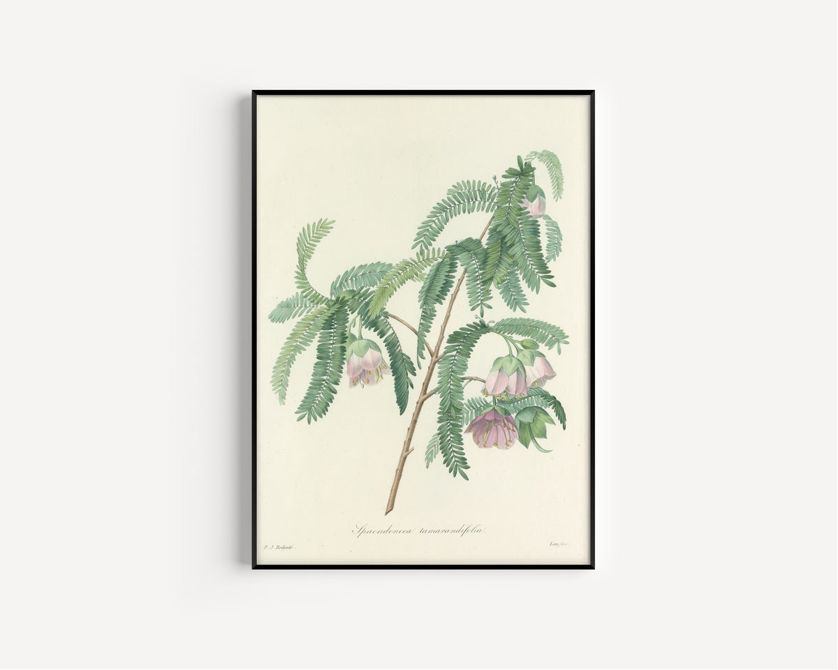 Framed art print of Choix des plus belles fleurs, Plate 103: Spaendoncea Tamarandifolia by Pierre-Joseph Redouté, in a slim black frame on a plain white wall
