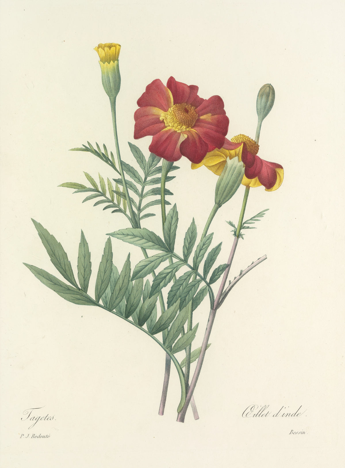 Choix des plus belles fleurs, Plate 104: Tagetes by Pierre-Joseph Redouté — Two deep red marigolds with golden centres and pinnate leaves