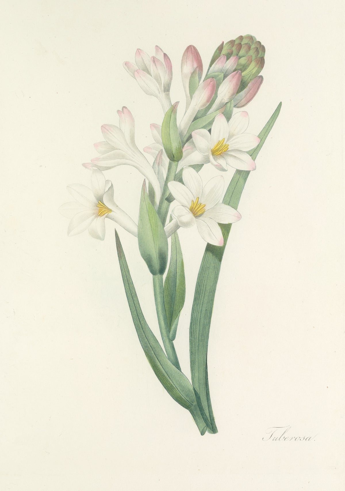 Choix des plus belles fleurs, Plate 107: Tuberosa by Pierre-Joseph Redouté — A spike of white tuberose flowers tipped with pink